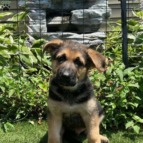 Underdog, German Shepherd Puppy